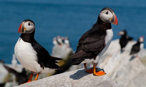 Maine Puffin Population Makes Unexpected Comeback