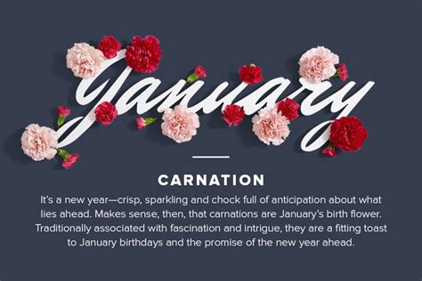 Birthday Flowers: The Complete Guide of Birth Month Flowers | ProFlowers | January birth flowers ...