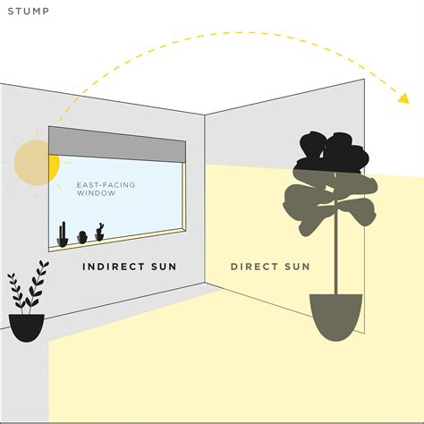 Learn About What Sunlight Means for Different Plants — STUMP ‣ PLANTS ...