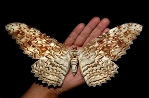 Monster Moths! The 3 Biggest Moths In The World - Australian Butterfly ...