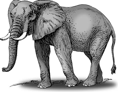 elephant drawing with colour - Clip Art Library