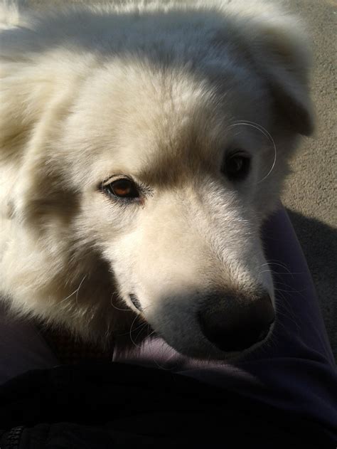 I' so the sweetest #dog ever! #samoyed #retriver mix | Dogs, Samoyed, Golden retriever