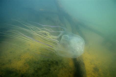 Deadly box jellyfish antidote discovered using CRISPR genome editing