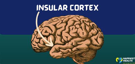 Insular cortex: where mindfulness resides | Happiest Health