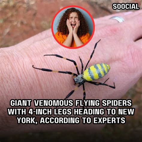 Giant venomous flying spiders with 4-inch legs heading to New York ...