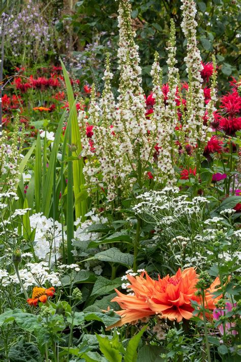 How to make a herbaceous border look amazing - The Middle-Sized Garden ...