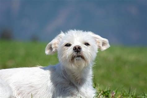 27 Cute Yorkshire Terrier Mixes - The Best Yorkie Hybrids