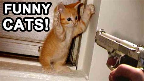 BEST FUNNIEST CAT MOMENTS - Funny Cats Compilation Felines Caught on Camera! - YouTube