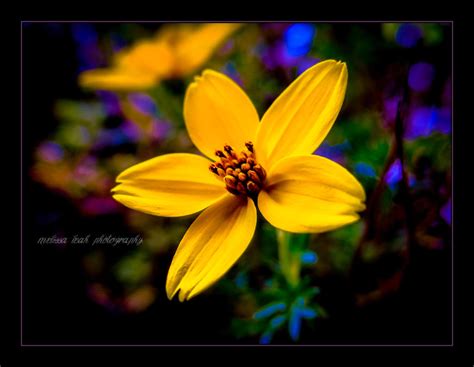 Soul Flower by melissaleahmp on DeviantArt