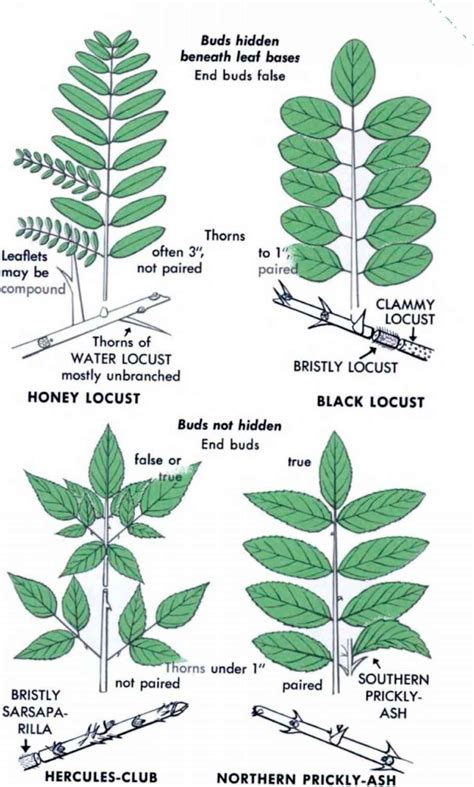 Image result for black locust vs honey locust | Leaf identification, Tree identification, Leaves