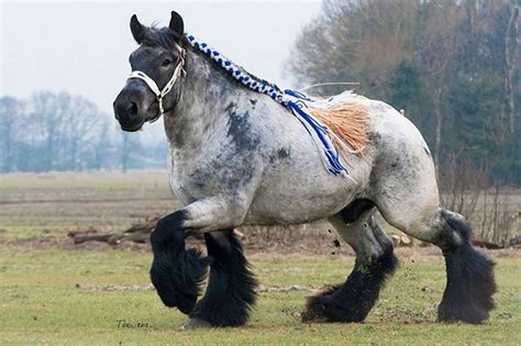 Brabanter, Belgisches Zugpferd - Pferde-Pferderassen.de