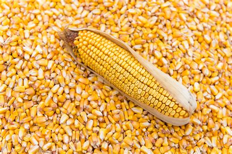 Corn Gluten - U.S. GRAINS COUNCIL