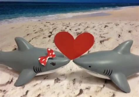 Long-Lasting Love: Name a Shark for Valentine’s Day – Broward.US