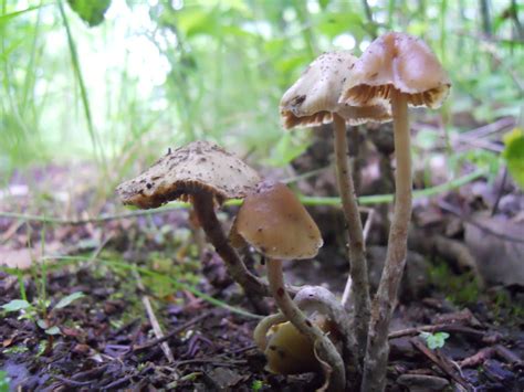 Psilocybe pelliculosa - Mushroom Hunting and Identification - Shroomery Message Board