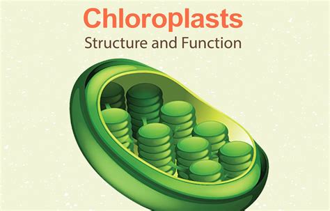 Chloroplast Function