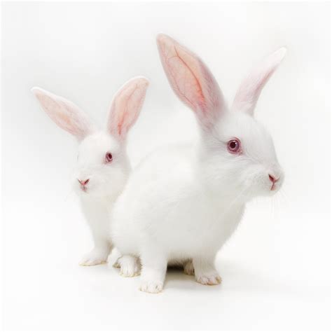 11 White Rabbit Breeds - Four Paw City