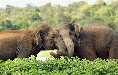 Elephant Safari Sri Lanka | Elephant Photo Tour | Cinnamon Nature Trails