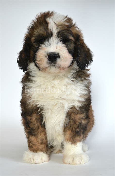 Dragonfly's Standard F1 Bernedoodle Puppies | Willow Brooke Bernedoodles | Available Bernedoodle ...