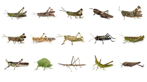 Rationalist Judaism: Can We Eat Locusts?