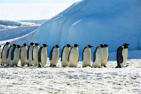 New Colonies of Emperor Penguin Discovered in Satellite Imagery of Bird ...