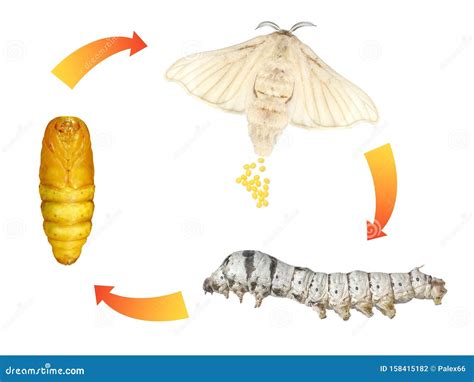 Silkmoth, Bombyx Mori. Life Cycle Stock Photo - Image of caterpillar, china: 158415182