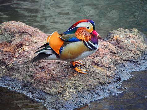 Bette Midler's new kids' book will be about the Central Park Mandarin duck