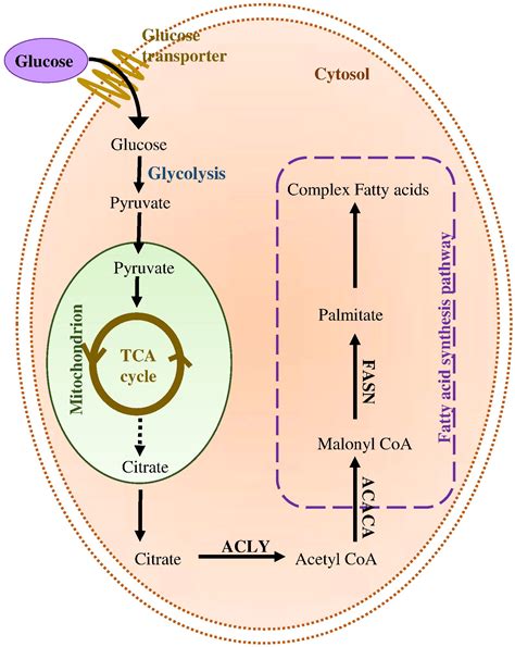 De novo lipogenesis in health and disease - Metabolism - Clinical and Experimental