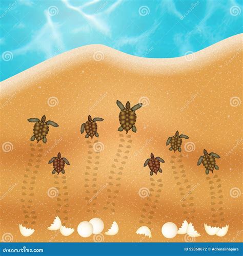 Sea Turtle Eggs on the Beach Stock Illustration - Illustration of ...