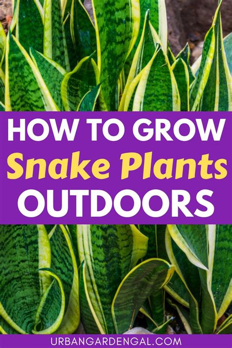 How to Grow Snake Plants Outdoors in 2023 | Snake plant, Plants, Indoor plants