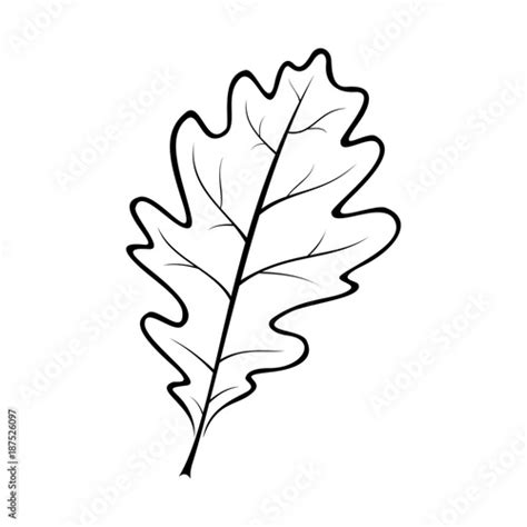 black and white vector illustration of an oak leaf Stock Vector | Adobe ...