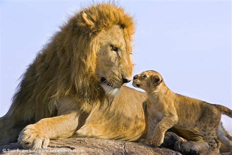 Lion love: Father meets his cub for the first time - TODAY.com