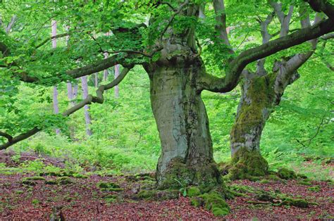 Old Beech Trees in Forest, Kellerwald-Edersee National Park, Hesse, Germany - Stock Photo - Dissolve