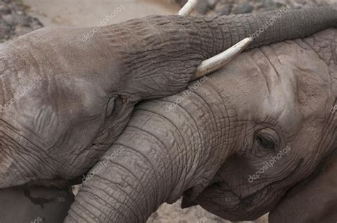 Two elephants hugging Stock Photo by ©JoseTandem 30542355