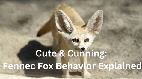 Cute & Cunning: Fennec Fox Behavior Explained - YouTube