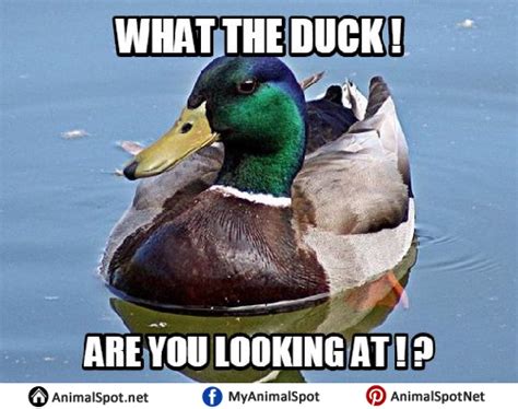 Duck Memes