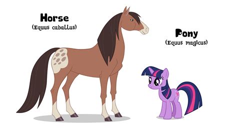 Pony and Horse size comparison by AndoAnimalia on DeviantArt