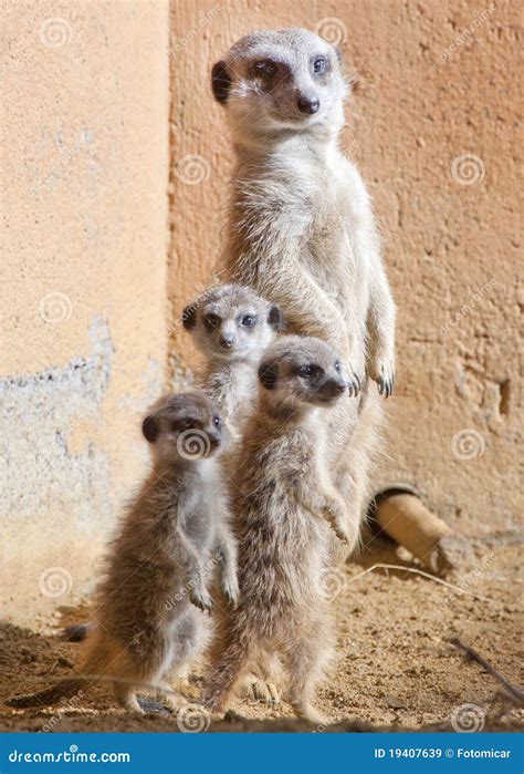 Mother And Baby Meerkats Royalty Free Stock Images - Image: 19407639