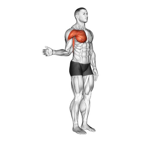 Shoulder Tendonitis: 5 Stretches and 5 Exercises (with Pictures ...