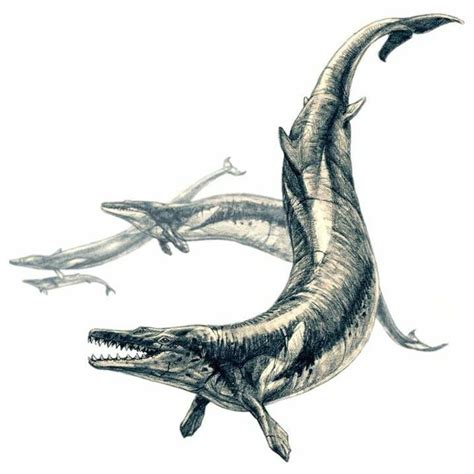 Alabama State Fossil - Basilosaurus - FossilEra.com