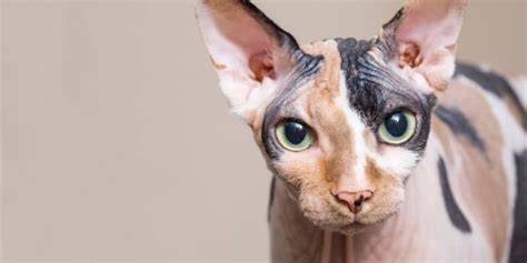 Sphynx Cat Breed: Size, Appearance & Personality