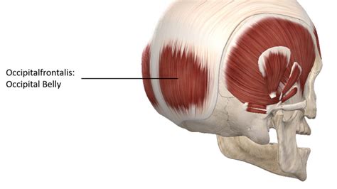 Muscles – Advanced Anatomy 2nd. Ed.