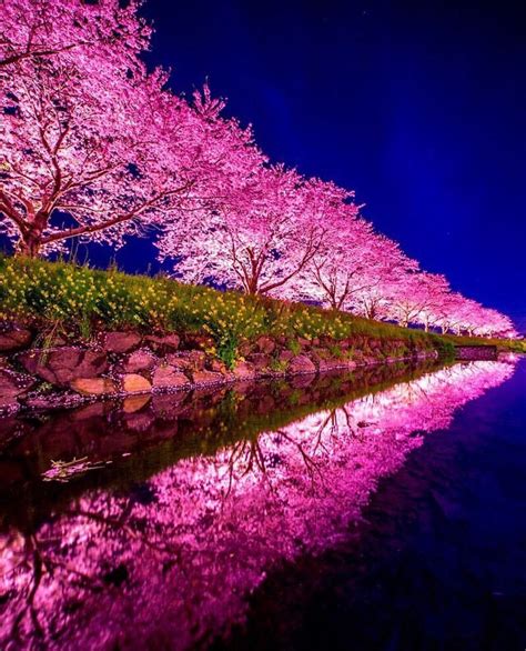 Cherry blossom night : r/BeAmazed