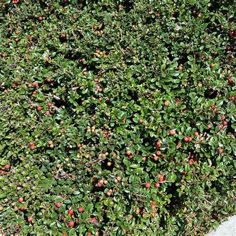 Cotoneaster Dammeri Lowfast Bearberry Cotoneaster | SiteOne