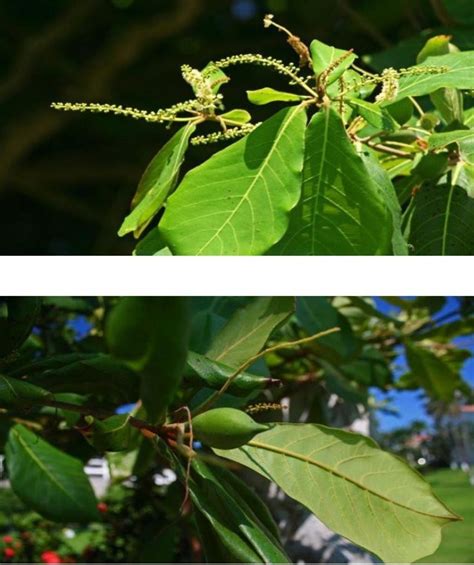 Tropical Almond Tree – Manzanillo Sun