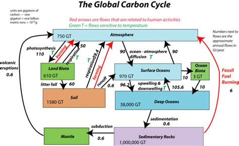 Show global carbon cycle.