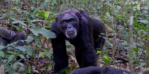 Kibale Forest National Park - Chimpanzee Trekking tours