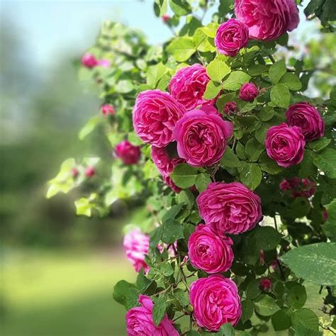 Best 10 Climbing Rose Bush Varieties - SONG OF ROSES