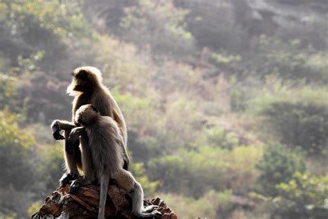 Gray Langur Monkey with a Baby. 10884809 Stock Photo at Vecteezy