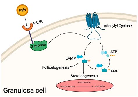 Cells | Free Full-Text | The Stemness of Human Ovarian Granulosa Cells and the Role of ...