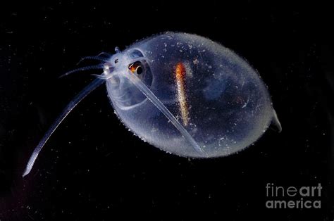 Cockatoo Squid Photograph by Dante Fenolio - Fine Art America